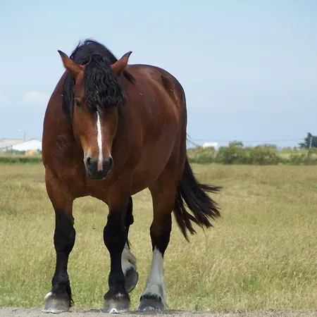 Authentique Avec Terrasse, Jardin Clos Et Wifi à - Fr-1-426-140