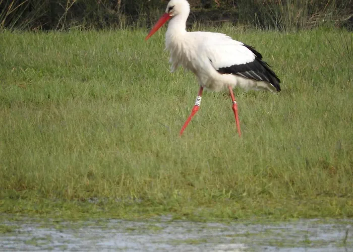 Nyaraló Authentique Avec Terrasse, Jardin Clos Et Wifi A - Fr-1-426-140