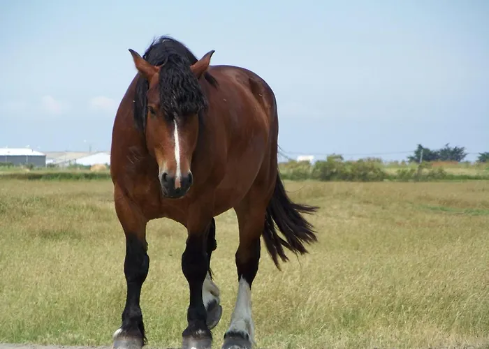 Authentique Avec Terrasse, Jardin Clos Et Wifi A - Fr-1-426-140